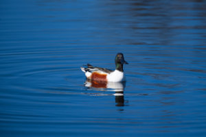 A Shoveler
