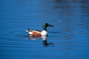 Northern Shoveler