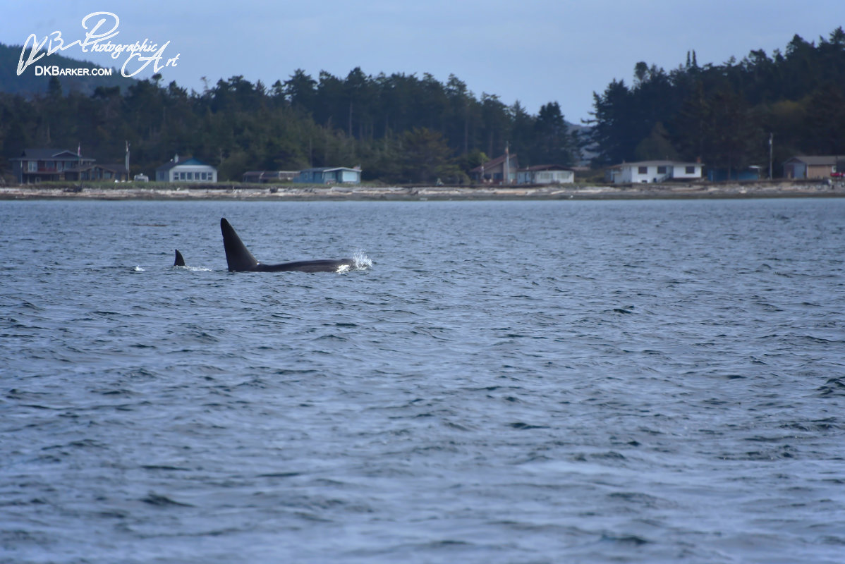 Orcas of the Islands