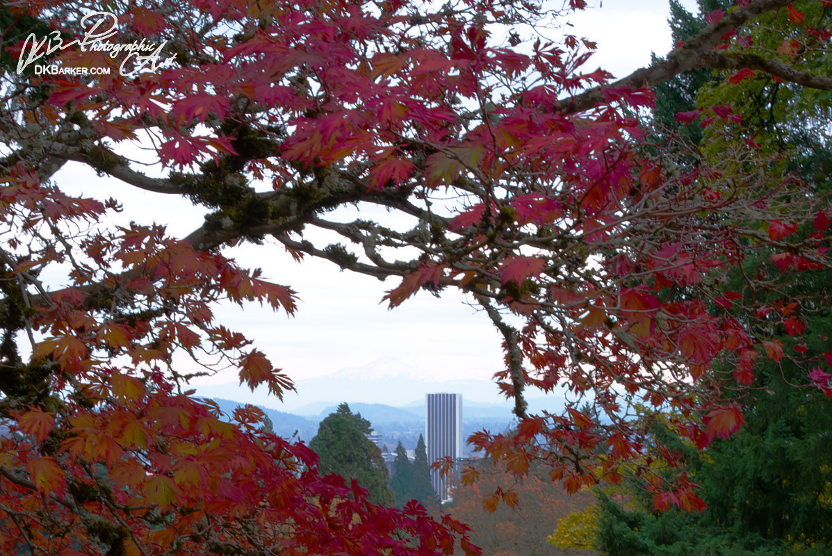 Portland in Autumn