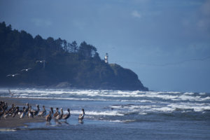 Pelicans Beach Party