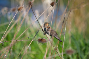 Female Red-Winged Blackbird