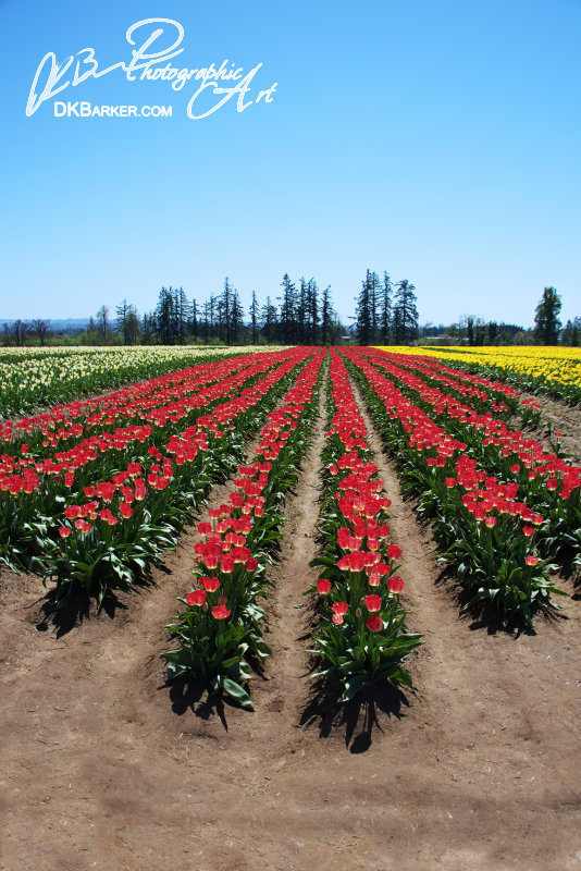 Red Tulips Rule