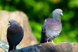German Rock Pigeons