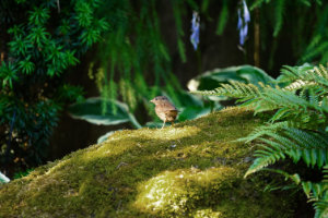 Sparrow on Mossy Rock