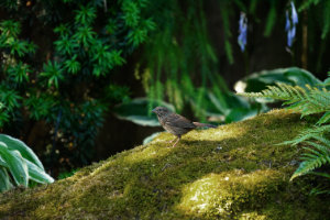 Sparrow on Mossy Rock II