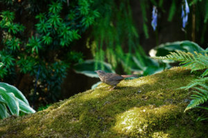 Sparrow on Mossy Rock III