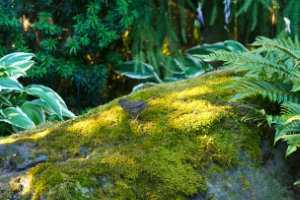 Sparrow on Mossy Rock V