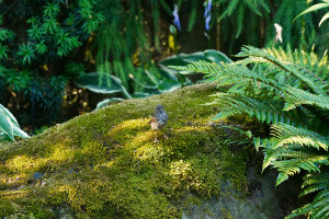 Sparrow on Mossy Rock VI