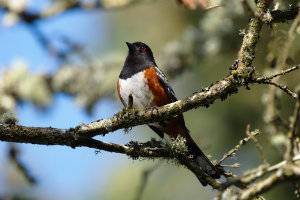 A Spotted Towhee - Pipilo maculatus
