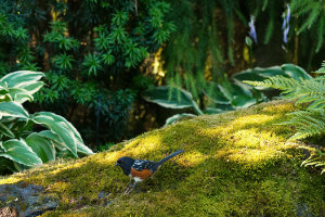 Doing the Towhee Hop I