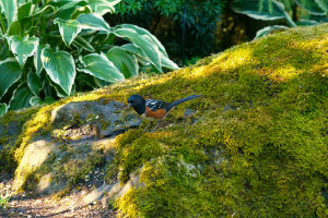 Doing the Towhee Hop II