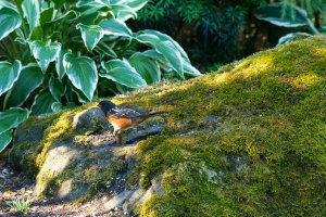 Doing the Towhee Hop III