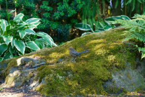 Young Oregon Towhee
