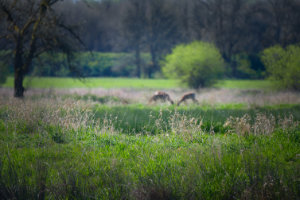 In the Weeds